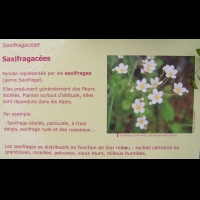 Famille Saxifragacees ou Saxifragaceae (txt)